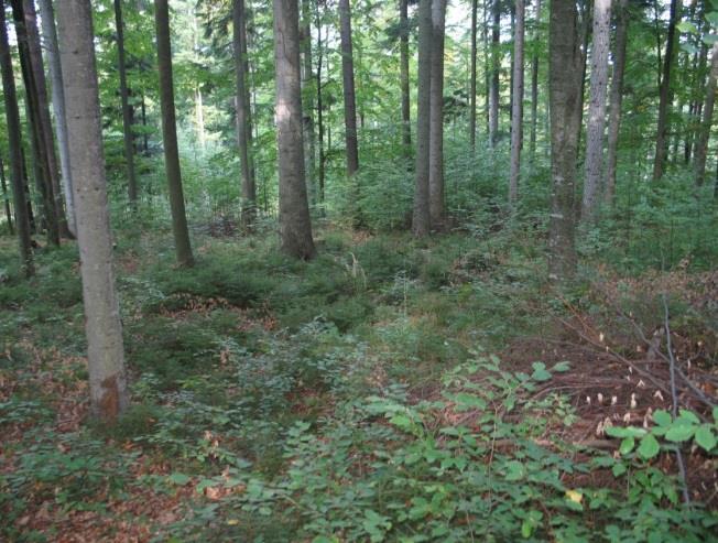 DOPORUČENÉ FORMY POROSTNÍCH SMĚSÍ A ZPŮSOBY JEJICH OBHOSPODAŘOVÁNÍ V OCHRANNÝCH PÁSMECH ZCHÚ PONECHANÝCH