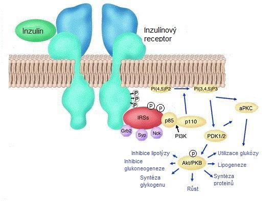 Alessi, 2001). Ve stavu inzulínové rezistence je tato signalizace narušena na několika místech a efektivita přenosu signálu je snížena.