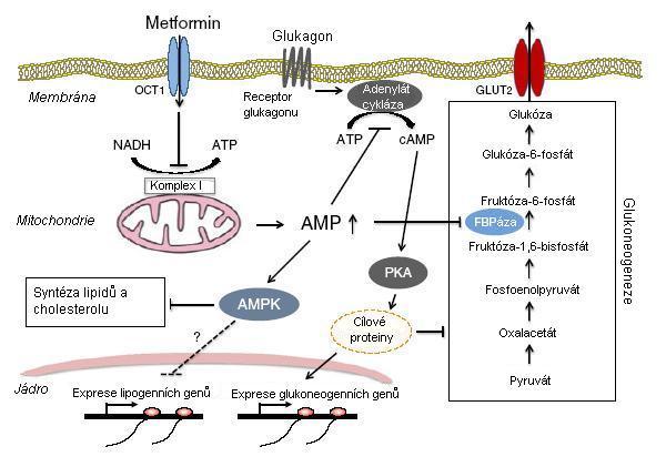 metformin působí preventivně proti zhoršení inzulínové signalizace navozené dlouhodobým působením inzulínu.