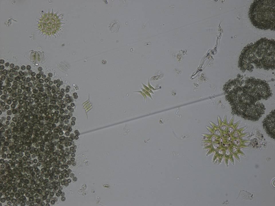 Microcystis spp.