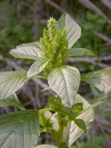 Amaranthus