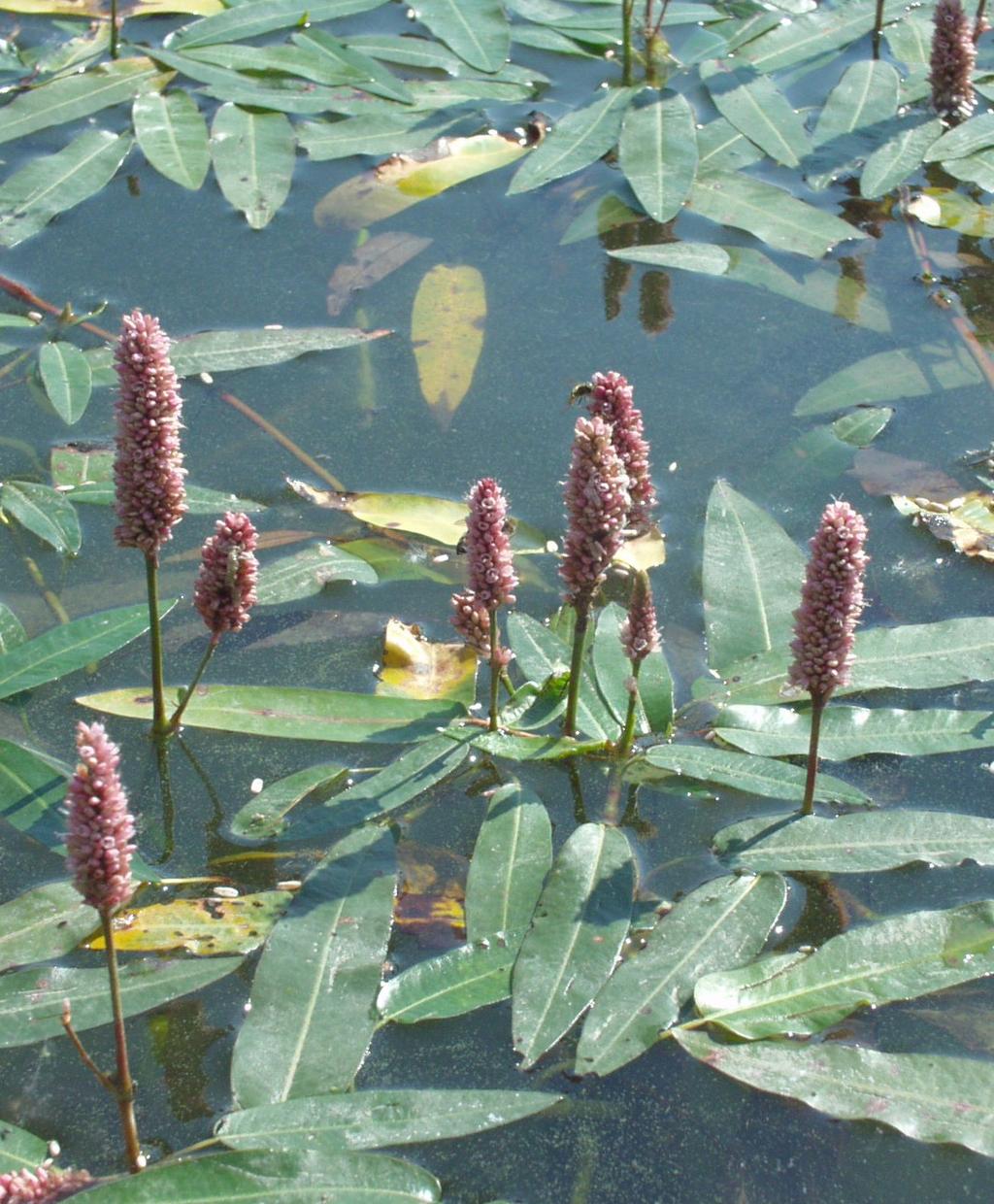 Persicaria