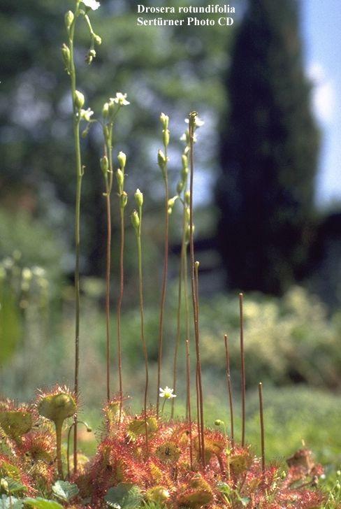 Drosera