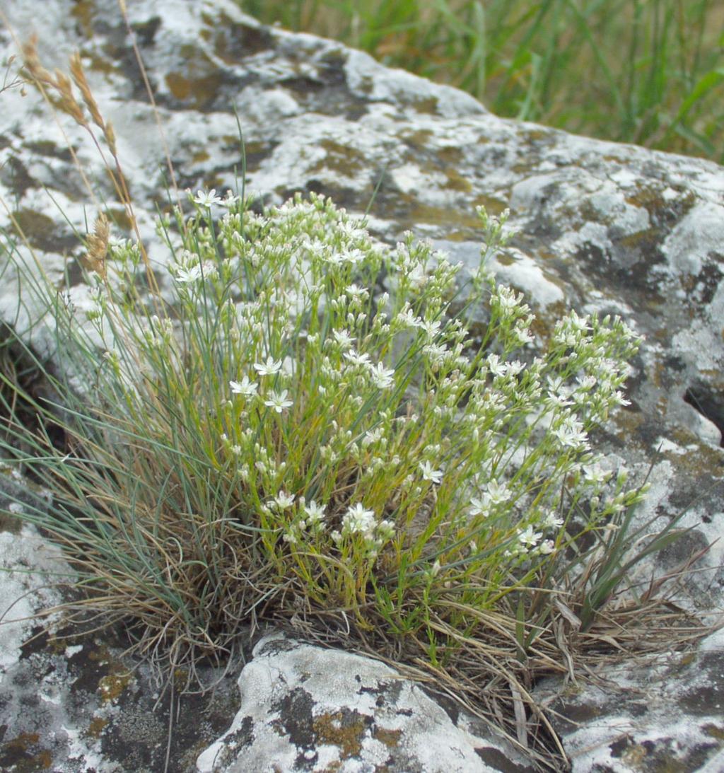 Minuartia