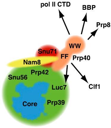 3.1. U1 a U2 snrnp U1 snrnp se skládá z U1 snrna, sedmi Sm proteinů a z dalších deseti proteinů (viz Obr. 5) (Fabrizio et al., 2009).