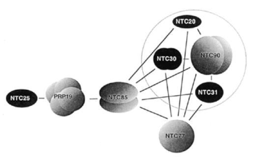 Cwc2 obsahuje RNA vazebnou doménu prostřednictvím které přímo interaguje s U6 snrna a tím zřejmě zajišťuje propojení NTC se spliceosomem (McGrail et al., 2009). Obr. 8.