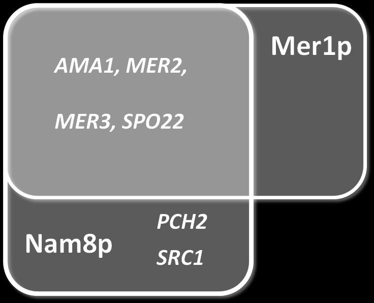 Nam8p se také účastní sestřihu intronu pre-mrna genu SRC1. SRC1 je indukován během meiózy a obsahuje intron, který prochází alternativním sestřihem.