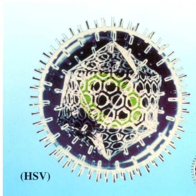 virovou kapsidu složenou ze 162 kapsomer, c) bílkovinnou hmotu obklopující kapsidu označovanou jako tegument, d) zevní tukový obal (envelope), odvozený z buněčných membránových struktur, z něhož ční