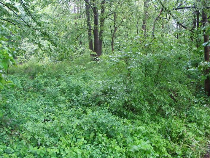 Foto 7: Pohled na břehový porost Lomné v místě plochy