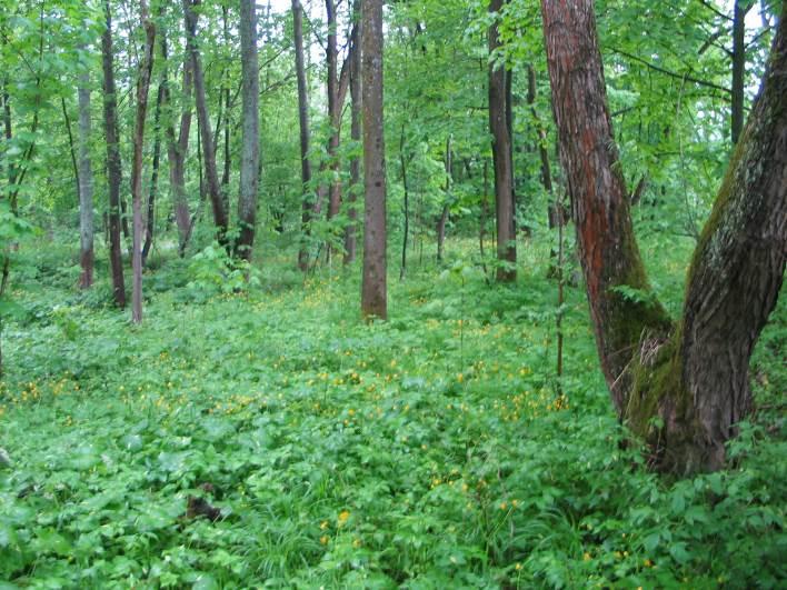 a vstavače mužského (Orchis mascula). Ve vyhlášce č. 395/1992 Sb. v platném znění je měsíčnice vytrvalá vedena jako ohrožený druh, vstavač mužský jako druh silně ohrožený.