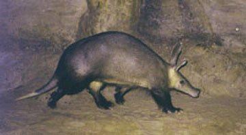 Tubulidentata - hrabáči (1) Proboscidea Hyracoidea Sirenia Tubulidentata Macroscelidea Střa J Afr, takarú, krátkonohé prase s oslíma ušima silnéštětinaté chlupy Afrosoricida myrmekovorní -