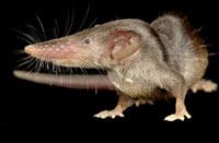 longicaudata b.