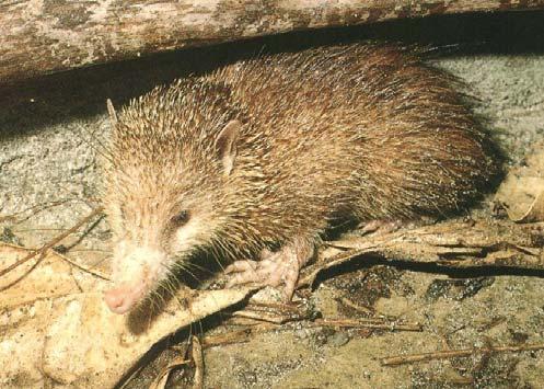 páskovaný