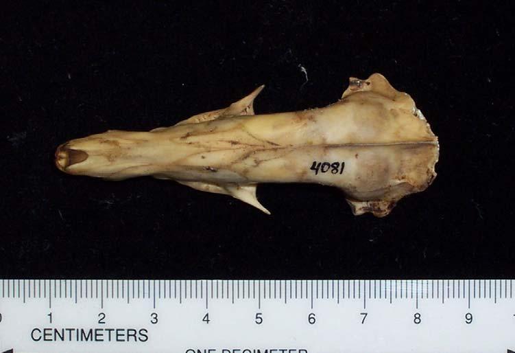 Tenrec