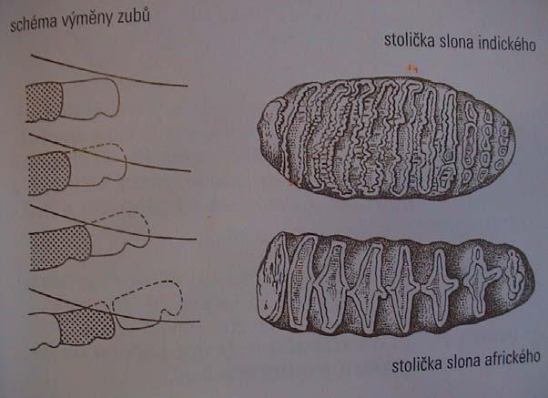 Proboscidea - chobotnatci (2-3) býložraví hornířezáky - kly, 1 0 3 3 / 0 0 3 3, funkční vždy jen 1 Proboscidea Hyracoidea
