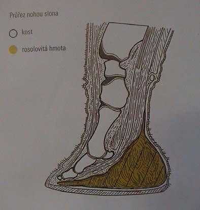 prstíky pneumatizovaná lebka, chybí clavicula sloupovité nohy, 5, 4, resp.