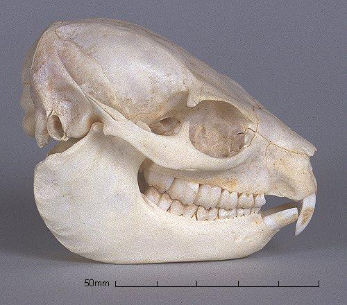Hyracoidea damani (= tlustoši ) (6) býložraví, podobní králíkům, Afr, Přední Asie, dříve řazeni ke kopytníkům, příbuzní sirénám a chobotnatcům diprotodontní chrup