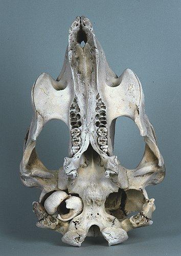 I) na patře a jazyku rohovité lišty Proboscidea Hyracoidea Sirenia Tubulidentata Macroscelidea Afrosoricida přední končetiny - ploutve s nehtovitými kopýtky na 3-4
