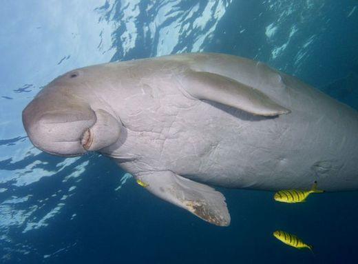 Dugong