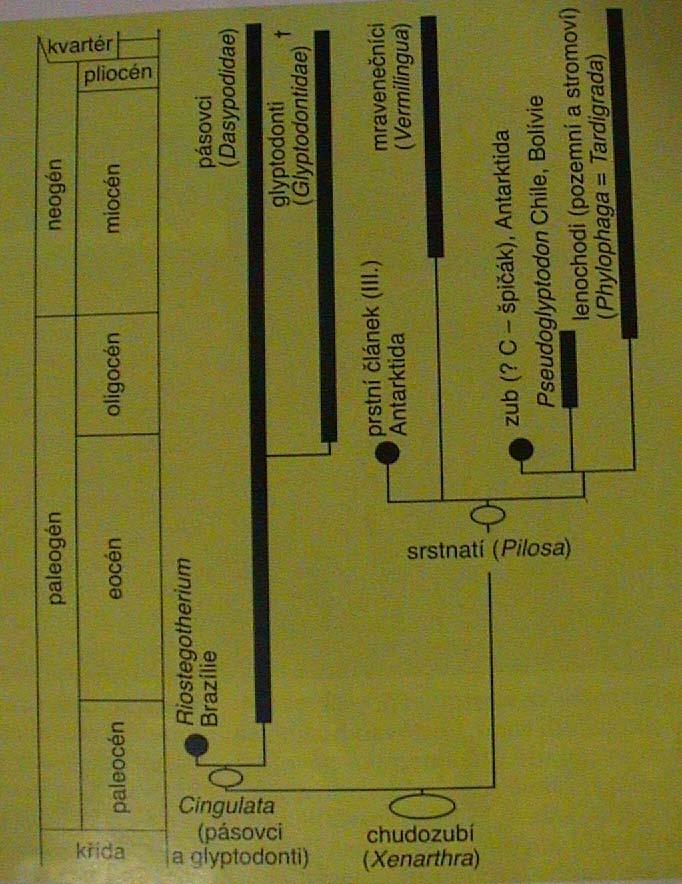 Plesiomorfie zkostnatělé sternální části žeber na lopatce velký processus coracoideus neostré oddělení uteru a vaginy nižší tělesná teplota, nízká úroveň metabolismu Systém a fylogeneze vznik v