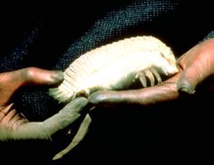 novemcinctus
