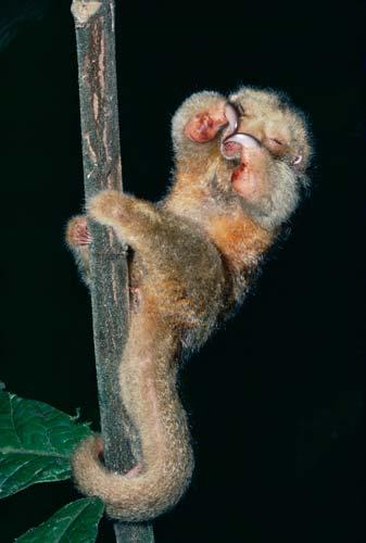 čtyřprstý stromový, s chápavým ocasem Tamandua