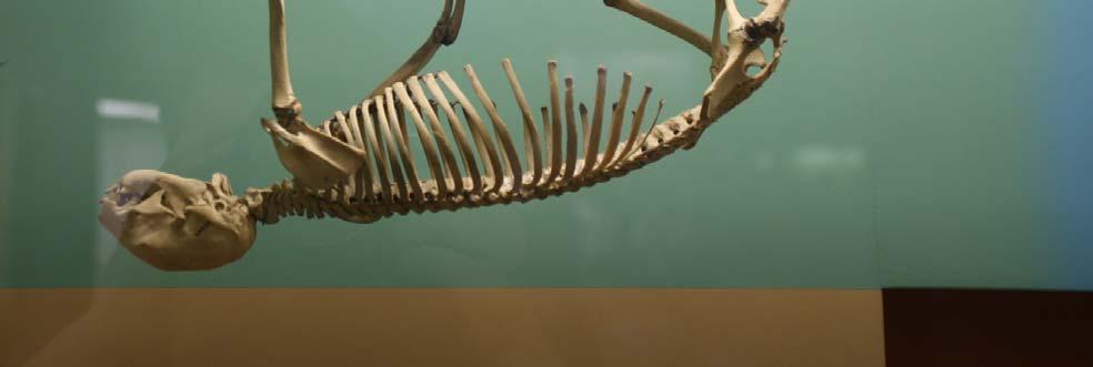 Choloepus