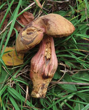 A c t a C a r p a t h i c a O c c i d e n t a l i s 7 Š u h a j J. & M i k š í k M. 53 Fig. 1. Hřib parkový (Hortiboletus bubalinus), Bohumín (Slezsko), 2.X.2007, foto J. Šuhaj. Fig. 1: Hortiboletus bubalinus, Bohumín (Silesia), 2.