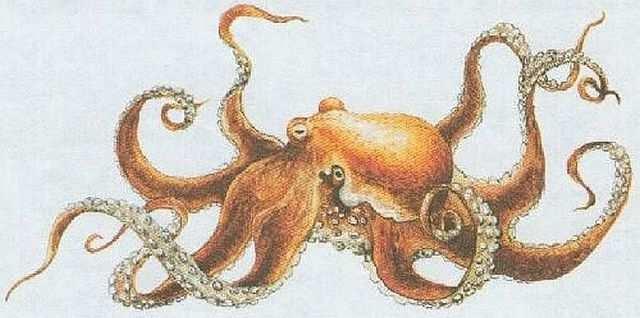 Chobotnice pobřežní (Octopus vulgaris) Dosahuje délky až 3 m a váhy až 25 kg. Vyskytuje se hojně ve Středozemním moři a u teplejších břehů Atlantského oceánu.