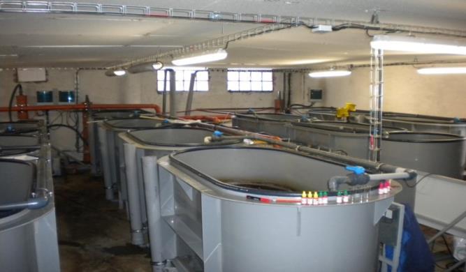 00040 Název projektu: Intenzivní chov tržní ryby - úprava vody pro intenzivní chov ryb Příjemce dotace: FISH Farm Bohemia, s. r. o.