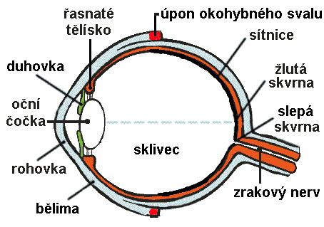 Oko Vidíme skutečný, zmenšený a převrácený obraz Soustava má optickou hustotu 58 D a ohniskovou vzdálenost f = 15-20 mm Poruchy oka