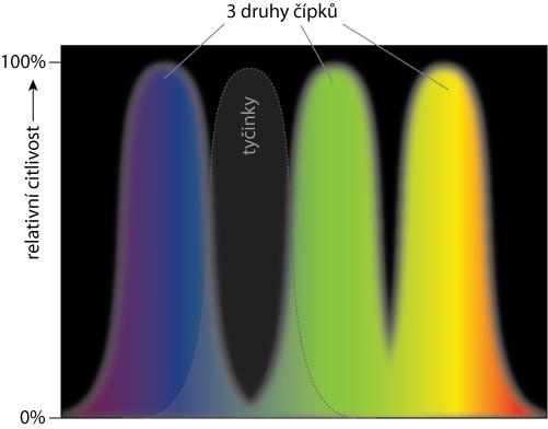 Oko Čípky Modro-fialová Zeleno-žluté Červeno žluté Ve dne je oko