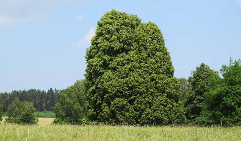 . Co se týče radiace, typická vesnice v tankodromu se od vesnice mimo tankodrom příliš neliší.