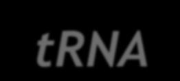 binding -trna