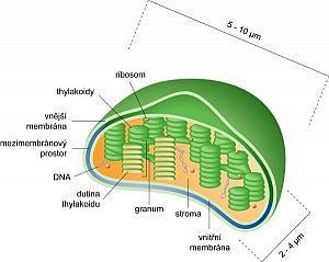 mitochondriálního (mtdna mrna), respektive plastidového