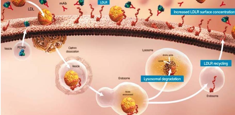 Inhibice PCSK9 PCSK9 - Proprotein konvertáza subtilisin/kexin typu 9 výskyt: játra, střevo, ledviny, CNS vazbou na LDL receptory znemožňuje eliminaci LDL cholesterolu z