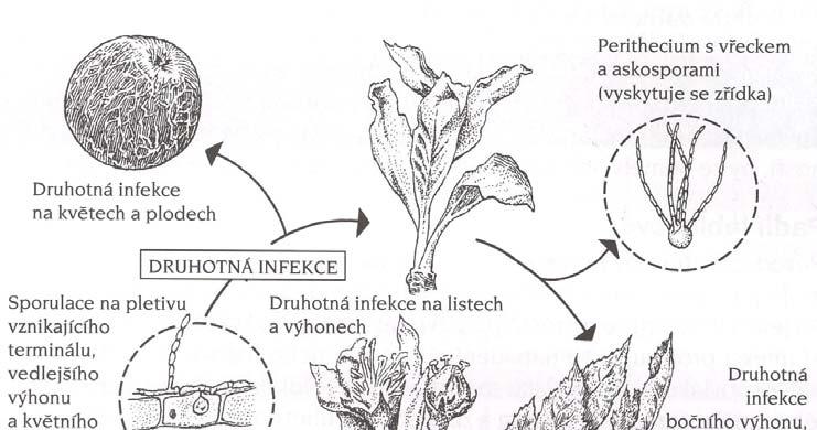 Obr. 2. Životní cyklus houby Podosphaera leucotricha (BLAŽEK, 2001) Patogen přezimuje převážně ve formě mycelia (podhoubí) v pupenech (viz obr. 2).