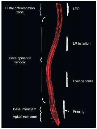 vzniklými postranními kořeny se mohou objevit primordia v počátečních fázích vývoje (Dubrovsky et al. 2006). Prvotní událostí ještě před samotnou iniciací postranního kořene je tzv.