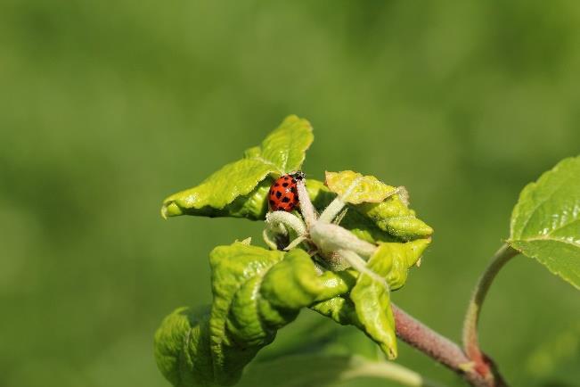 jabloni Larva