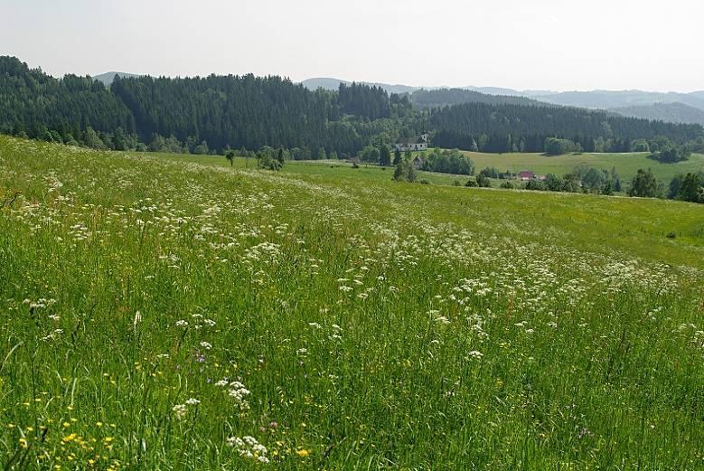 5.3 LOUKY NAD NOVÝMI LOSINAMI Území představuje komple cca 250 ha luk (Obrázek 3) na svazích údolí Novolosinského potoka, v katastru obce Nové Losiny, luční komple leží severně od obce.