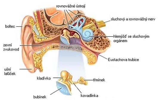 Apomorfie savců: 11. Ve středním uchu malleus, incus a stapes (articulare quadratum); os tympanicum bulae tympani 12.