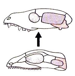 3. Odpověď paleontologa: Produkt rané divergence Amniot v druhohorách Potomek Synapsidů (první Amniota karbon 320 mya, dominantní