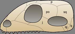 vývoji ostatních Amniot 2 linie: a) Eupelycosauria velcíkarnivoři; b) Caseasauria malía střední generalizovaní omnivoři Therapsida