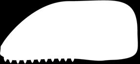 zuby Během perm/trias extinkce (248 mya) přežily jen 2 linie: a) Dicynodontia; b) Cynodontia Předek savců: Tritylodontia (svrchní