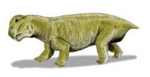 Gorgonopsia Anomodontia