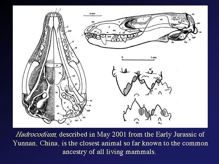 starobylé znaky, Haramiya Egypt, listí, kůra Volaticotherium antiquus stř.