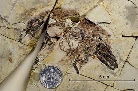 Dryolestoidea + Peramura), nověji Aegialodontidae Oddělení vačnatců od
