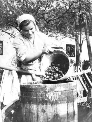 ODBORNÁ PORADNA JOSEF NIESNER Fermentační nebo taky kvasný proces v celém spektru stvoření destilátu je nejdůležitější fází.
