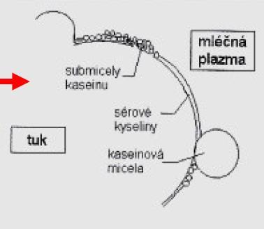 Obr. č. 3: Schéma sloţení tukové kapénky dle Mlékařství: přednášky (ZADRAŢIL, 2002).