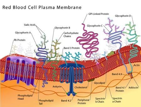Krevní skupiny Krevní skupina (krevní typ) je popis vlastností červených krvinek jedince, resp. sacharidů a bílkovin na jejich buněčné membráně. Je ale známo dalších zhruba 50 systémů krevních typů.